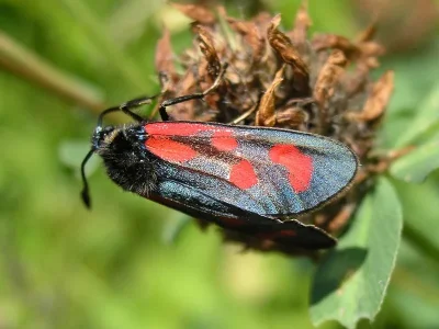 Zygaena (Agrumenia) loti
