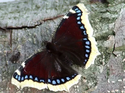 Nymphalis (Nymphalis) antiopa