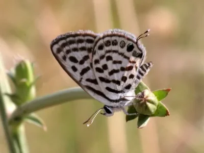 Tarucus balkanica