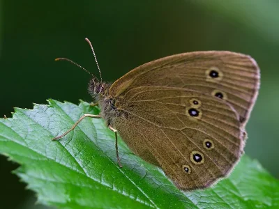 Aphantopus hyperantus