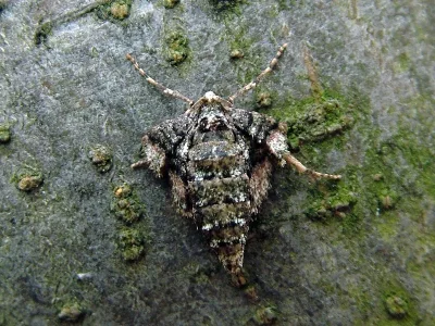 Agriopis marginaria