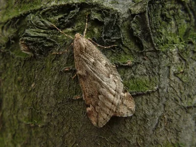 Alsophila aescularia