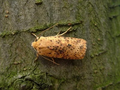Conistra (Dasycampa) rubiginea