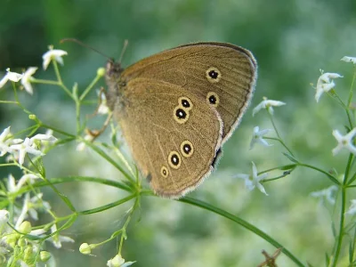 Aphantopus hyperantus
