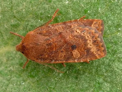 Conistra (Conistra) vaccinii