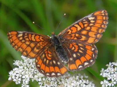 Euphydryas (Hypodryas) maturna