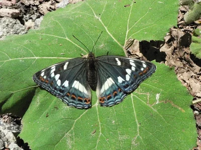 Limenitis populi