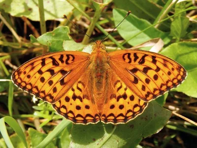 Argynnis (Fabriciana) adippe
