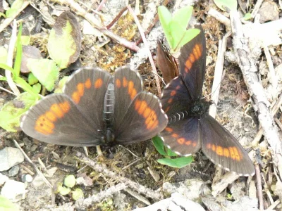 Erebia euryale