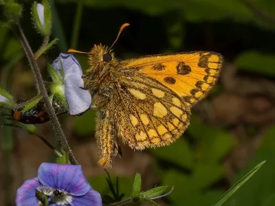 Carterocephalus silvicola