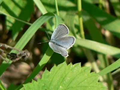 Cupido (Everes) decolorata