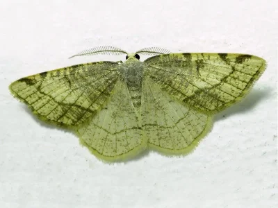 Stegania trimaculata