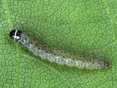 Anacampsis populella
