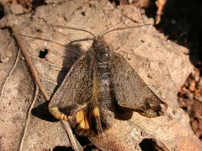Boudinotiana puella