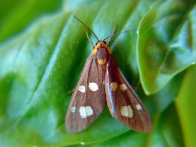 Dysauxes (Dysauxes) famula
