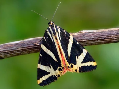 Euplagia quadripunctaria