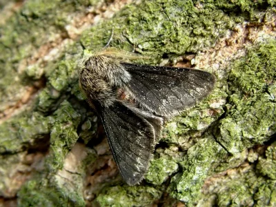 Apocheima hispidaria
