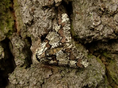 Biston strataria