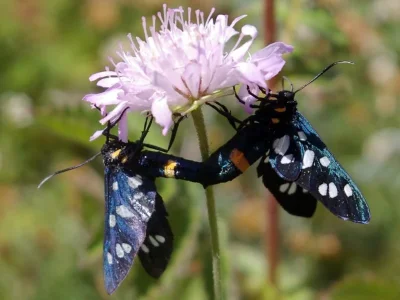 Amata (Syntomis) marjana