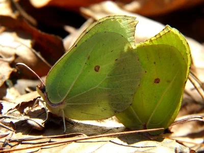 Gonepteryx rhamni