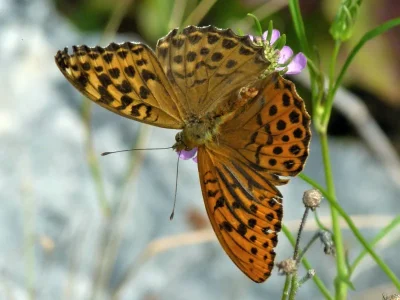 Argynnis (Argynnis) paphia