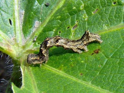 Acontia (Acontia) lucida