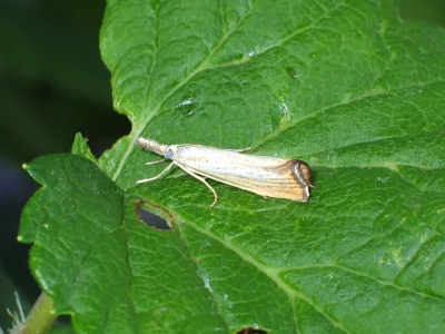 Agriphila straminella