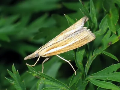 Agriphila tristella