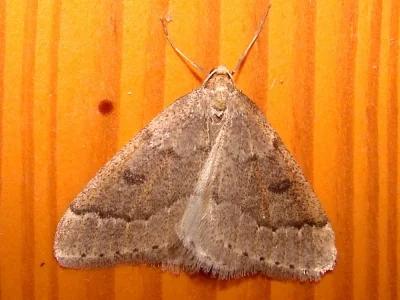 Theria rupicapraria