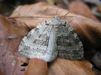 Epirrita christyi