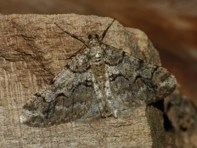 Agriopis leucophaearia