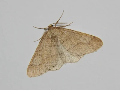 Agriopis marginaria