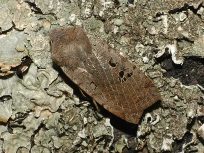 Conistra (Conistra) rubiginosa