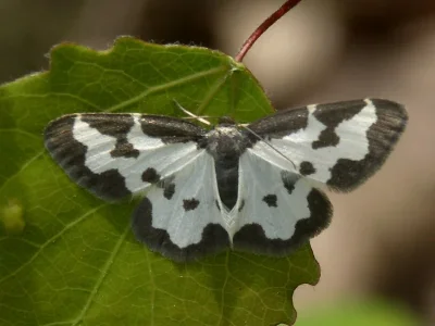 Lomaspilis marginata