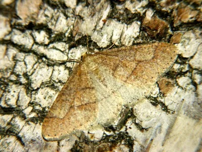 Agriopis marginaria