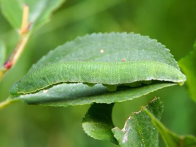 Gonepteryx rhamni