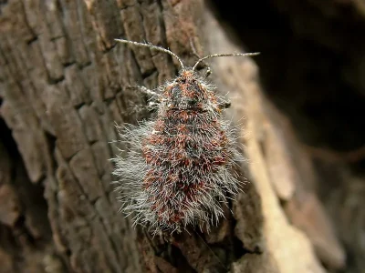 Lycia isabellae