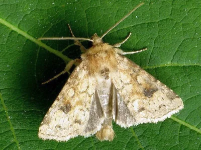 Atypha pulmonaris