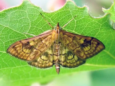 Anania verbascalis