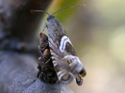 Grapholita (Grapholita) jungiella