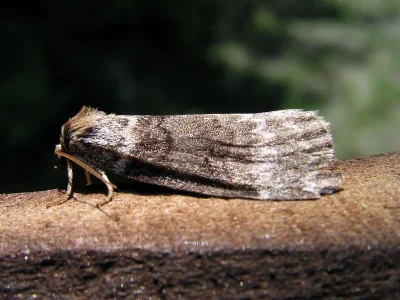 Tetheella fluctuosa