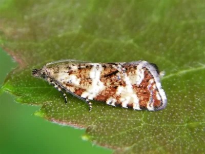 Phiaris palustrana