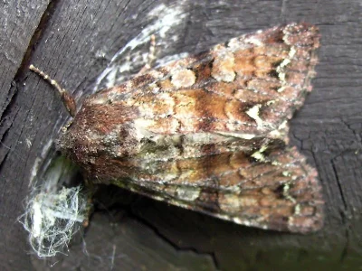 Ceramica pisi