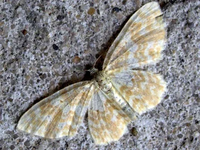 Hydrelia flammeolaria
