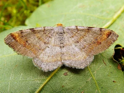 Macaria liturata