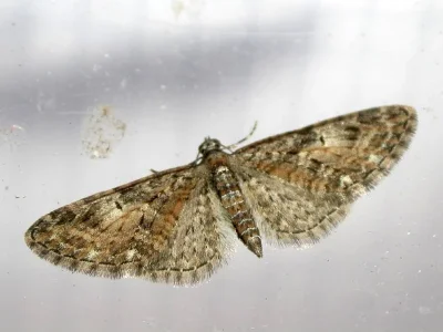 Eupithecia abbreviata
