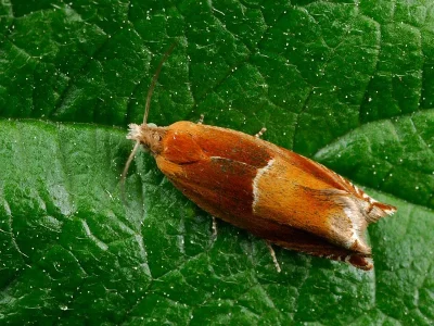 Ancylis mitterbacheriana