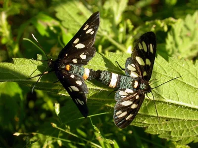 Amata (Syntomis) phegea