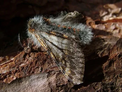 Lycia isabellae