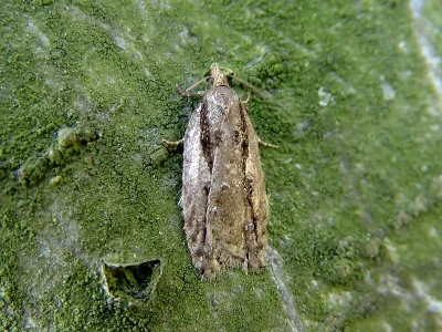 Acleris umbrana